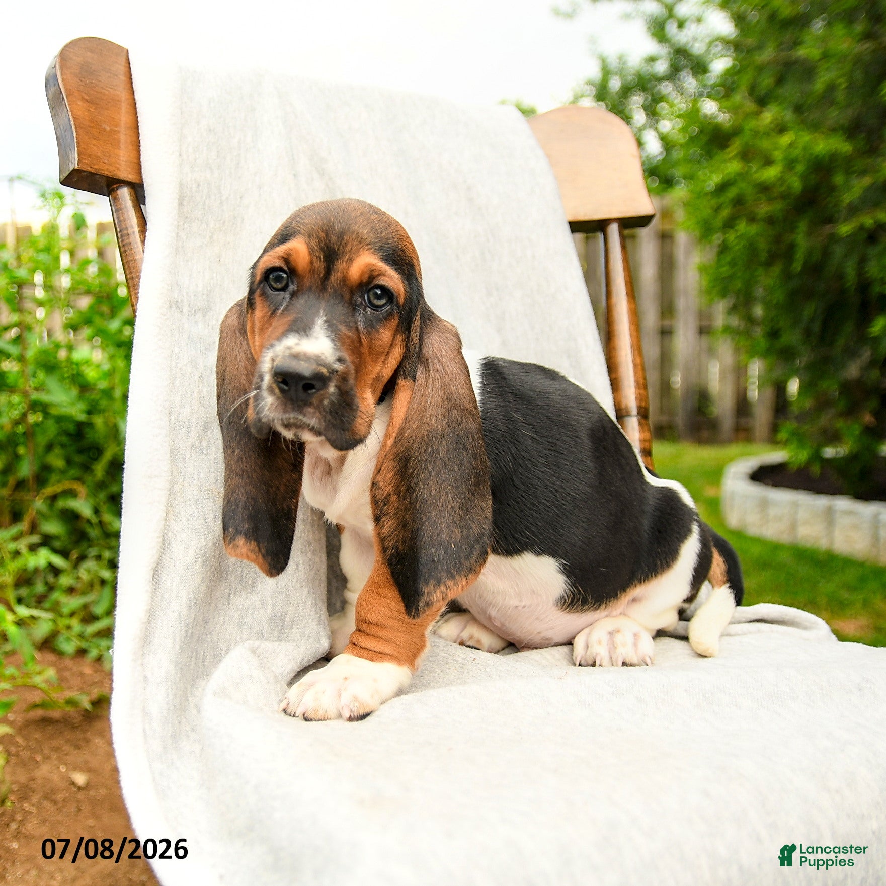 Basset Hound dogs Baylen - Ad 2