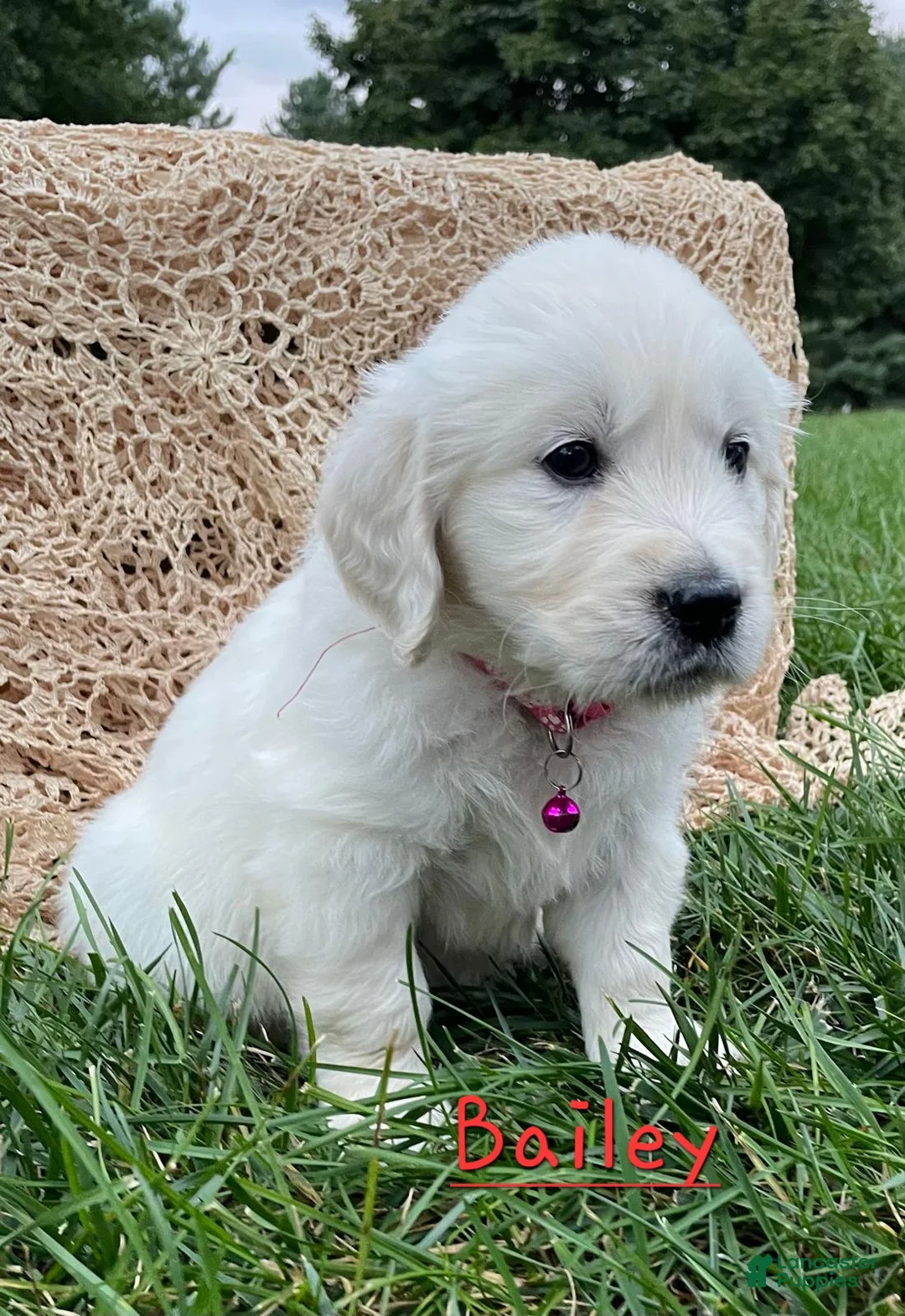 Golden Retriever dogs for sale: Bailey - Ad 1