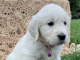 Golden Retriever dogs Bailey - Ad 2