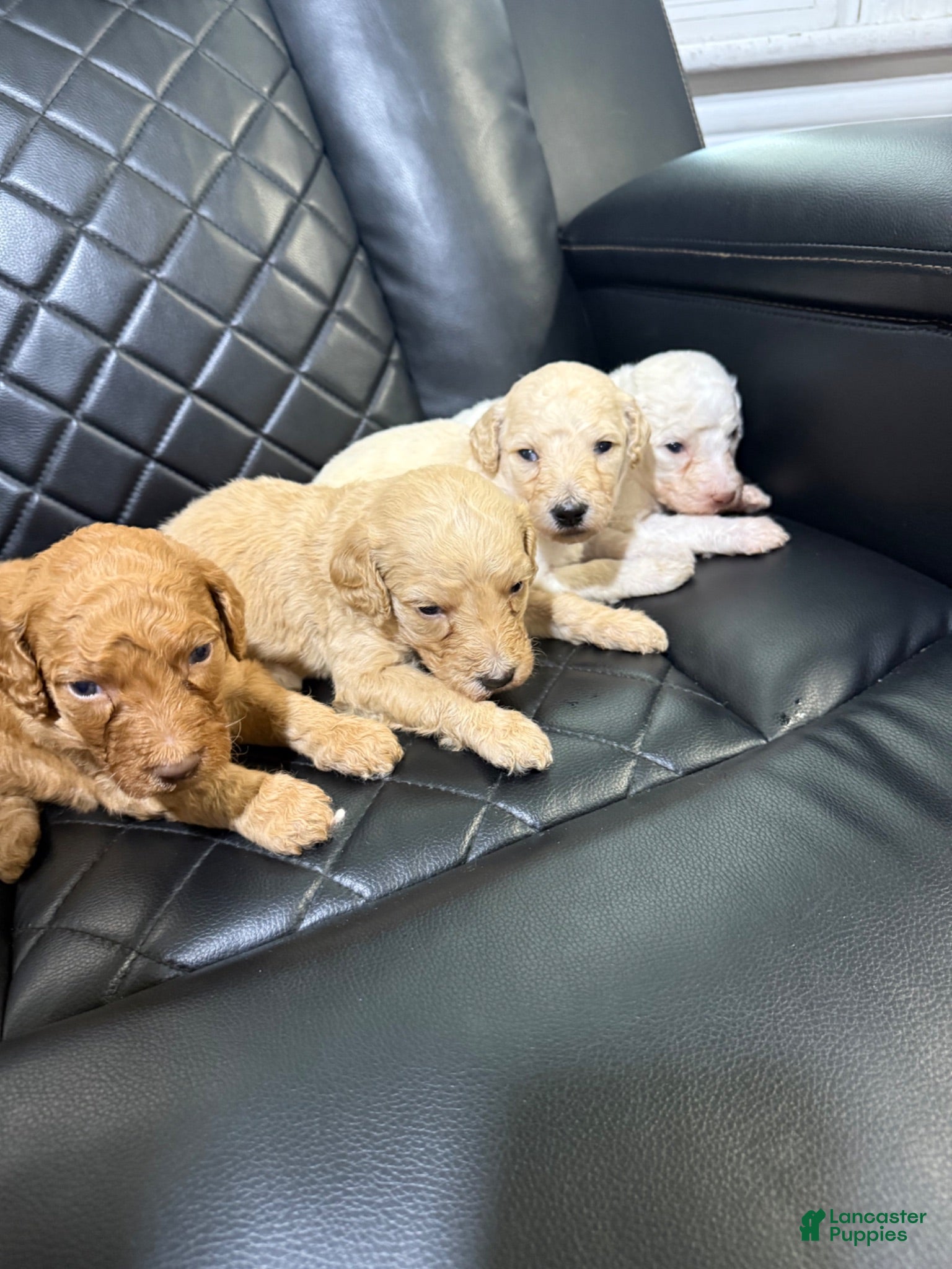 Standard Poodle dogs for sale: Standard Poodle 7 - Ad 2