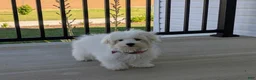 Maltese dogs for sale: Gus 7 lbs Full Grown - Ad 7