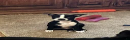 Boston Terrier dogs for sale: SALE PENDING - Ad 15