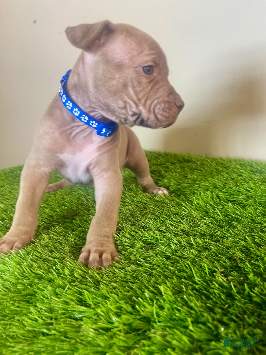 American Bully dogs for sale: American Bully Male 3 - Ad 1