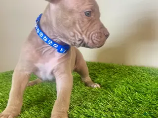 American Bully dogs American Bully Male 3 - Ad 34