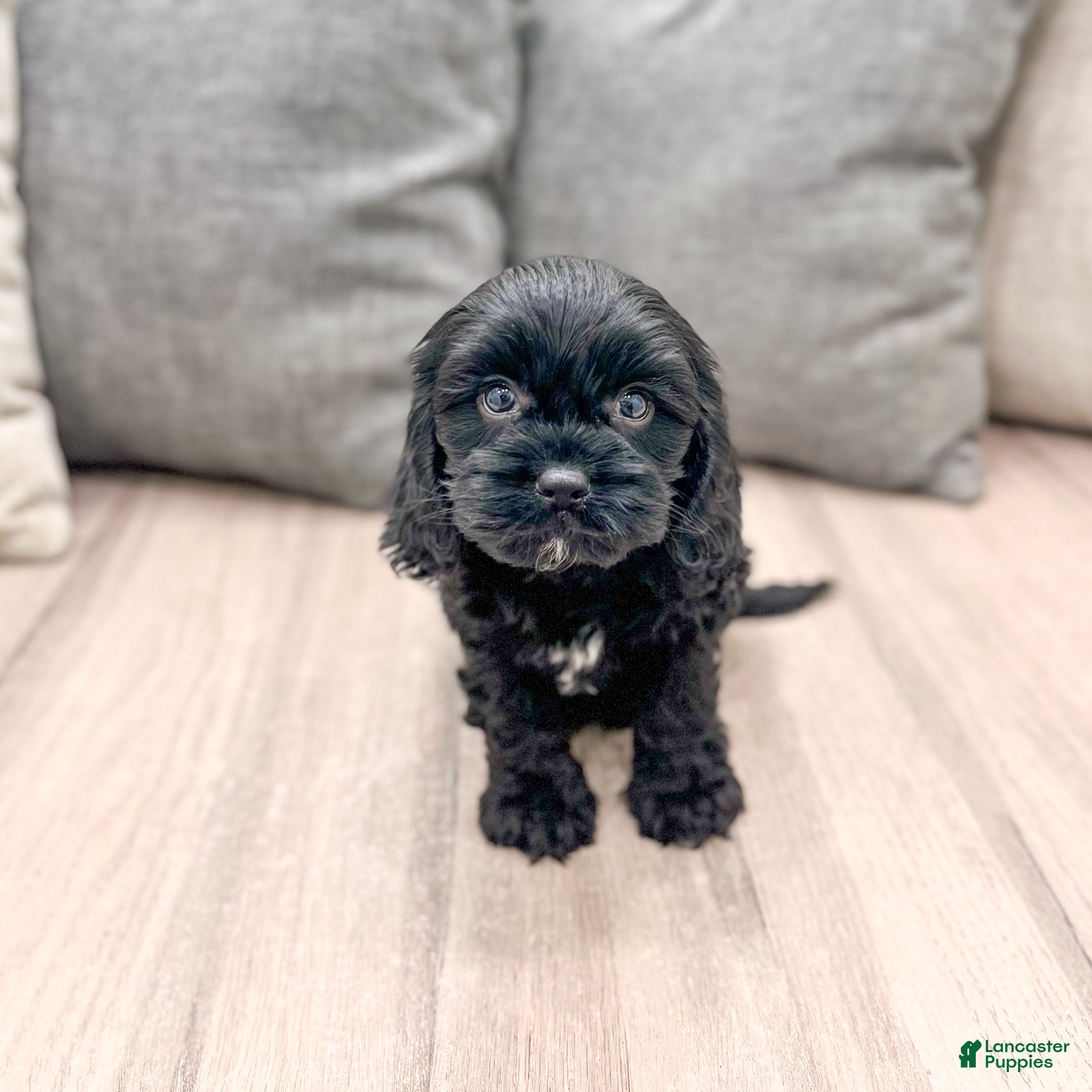 Cavapoo dogs Bruno - Ad 1