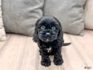 Cavapoo dogs for sale: Bruno - Ad 4