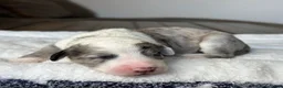 Sheepadoodle dogs for sale: Merle Male 1 - Ad 3