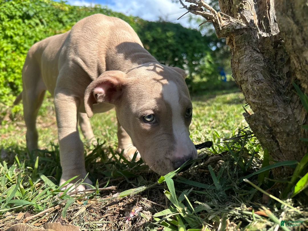 American Staffordshire Terrier dogs for sale: American Staffordshire Terrier Puppy 1 - Ad 1