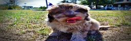 Havapoo dogs for sale: Picasso - Ad 23