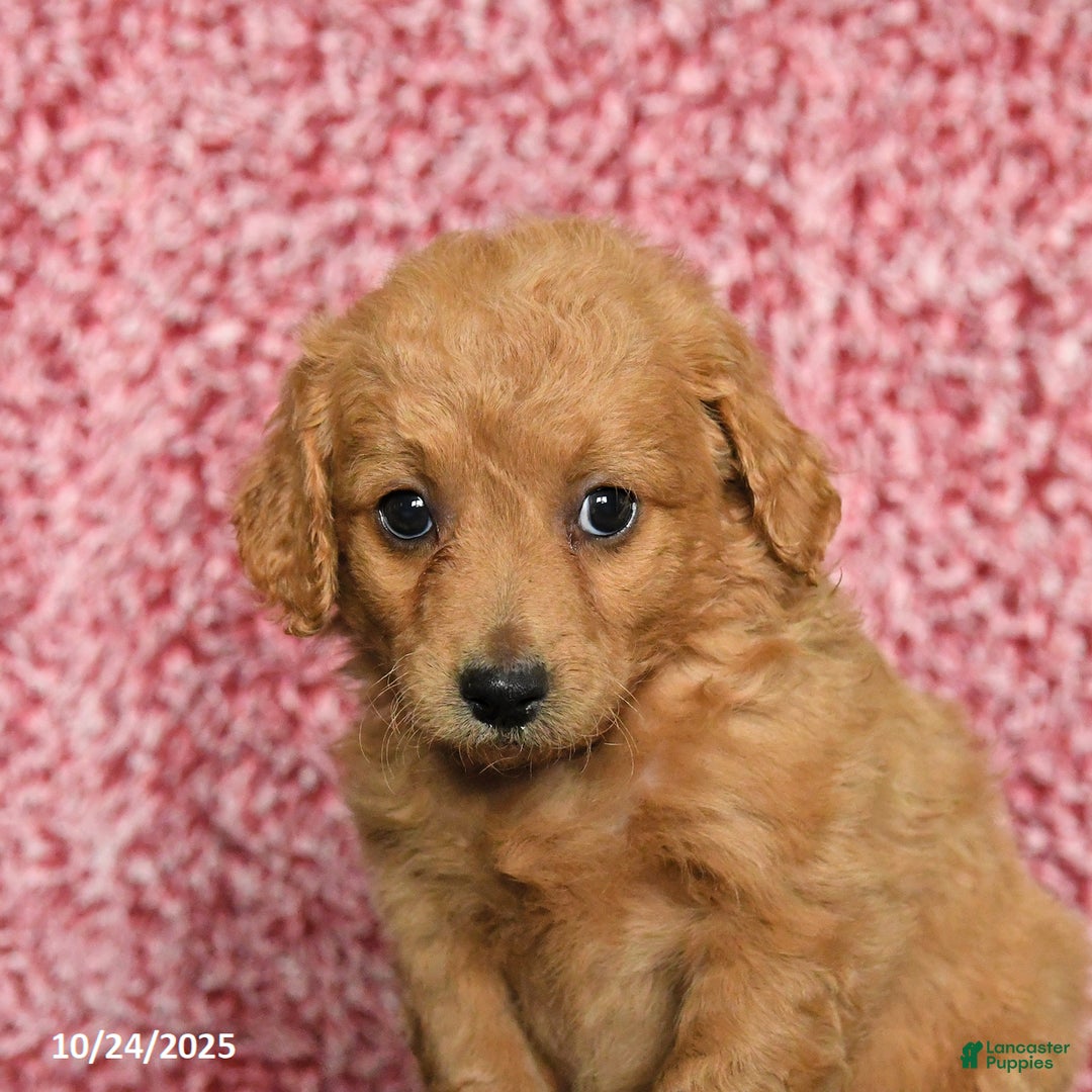 Mini Goldendoodle dogs for sale: Flora   - Ad 9