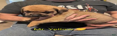 Mr. Yellow