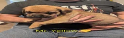Mixed Breed dogs for sale: Mr. Yellow - Ad 1