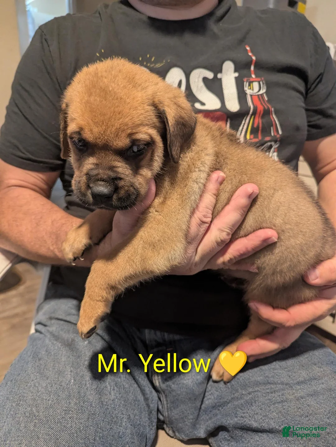 Mixed Breed dogs for sale: Mr. Yellow - Ad 1