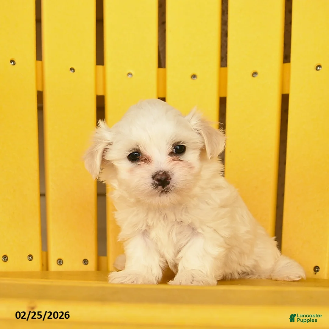 Maltese dogs for sale: Cash  - Ad 3