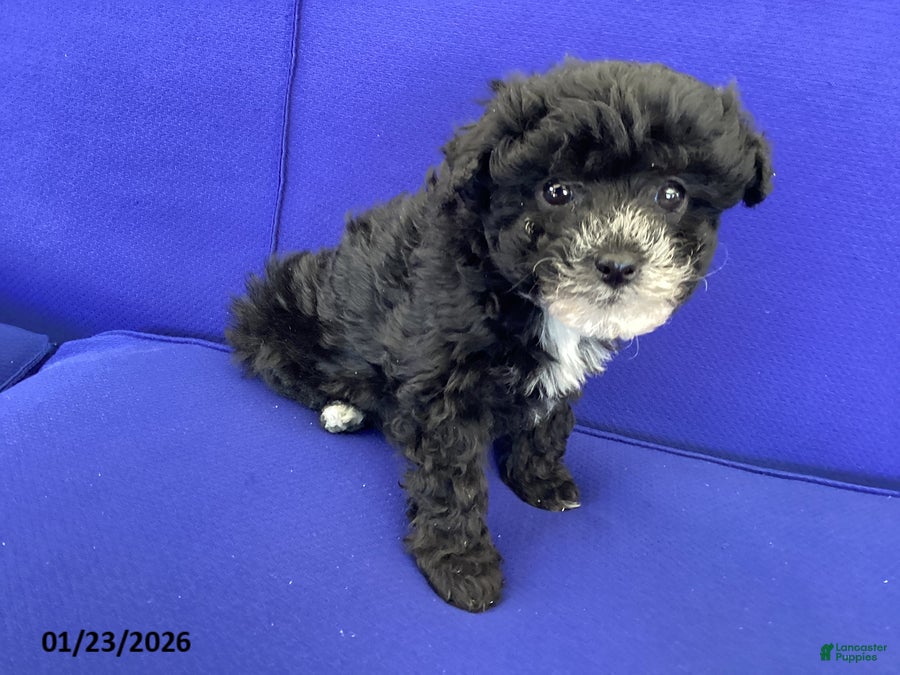 Toy Poodle dogs Trixie - Ad 34