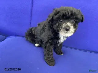 Toy Poodle dogs Trixie - Ad 39