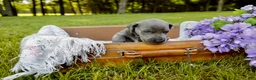 Great Dane dogs for sale: Giblet - Ad 3