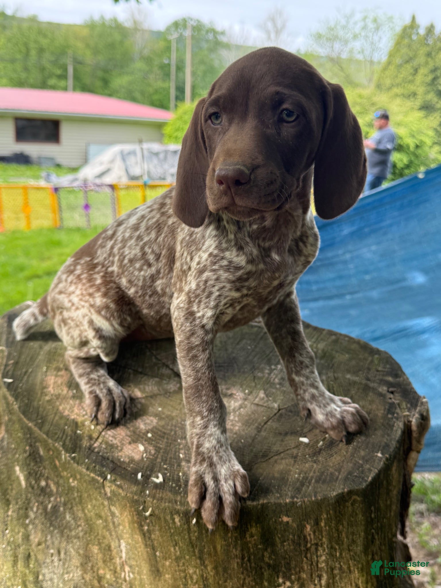 German Shorthaired Pointer dogs Gracie - Ad 35