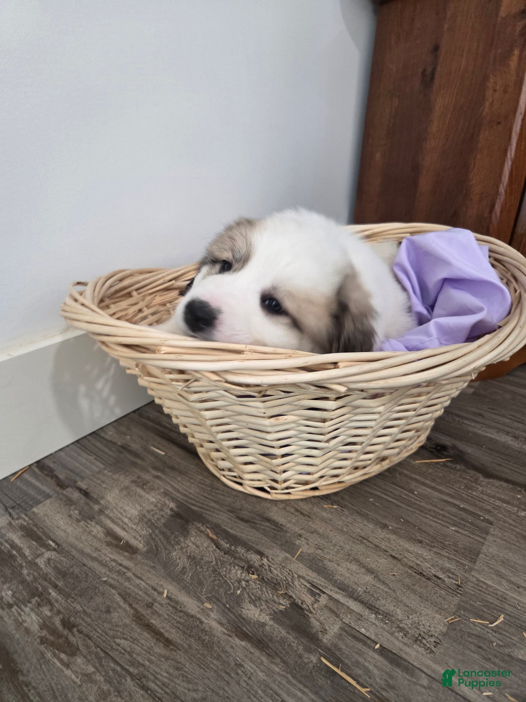 Great Pyrenees dogs for sale: George - Ad 3