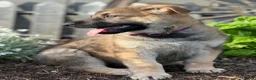 German Shepherd dogs for sale: Cruiser - Ad 2