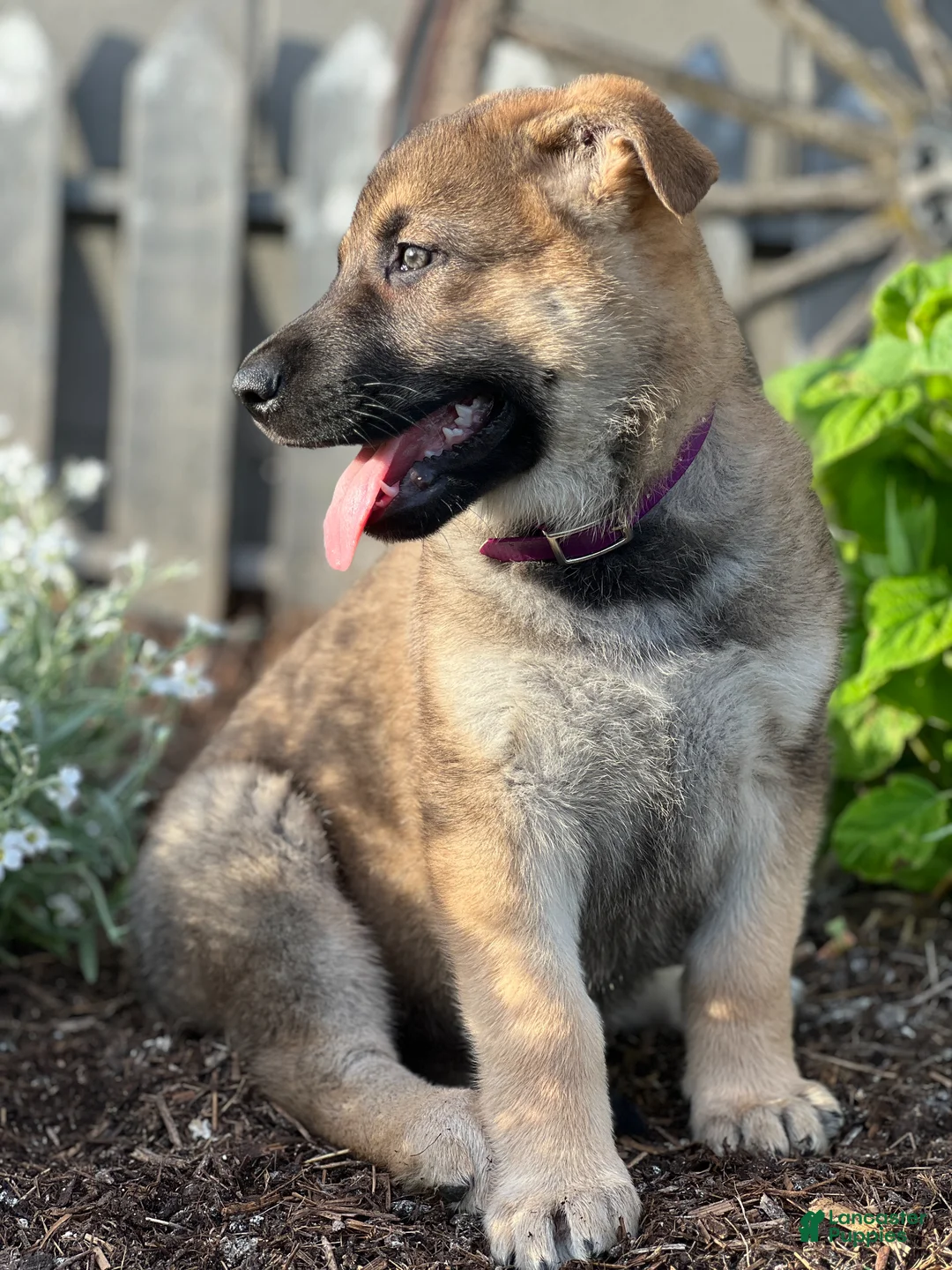 German Shepherd dogs for sale: Cruiser - Ad 2
