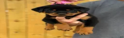 Rottweiler dogs for sale: GINNY - Ad 3