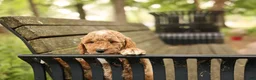 Mini Goldendoodle dogs for sale: Barnaby - Ad 4