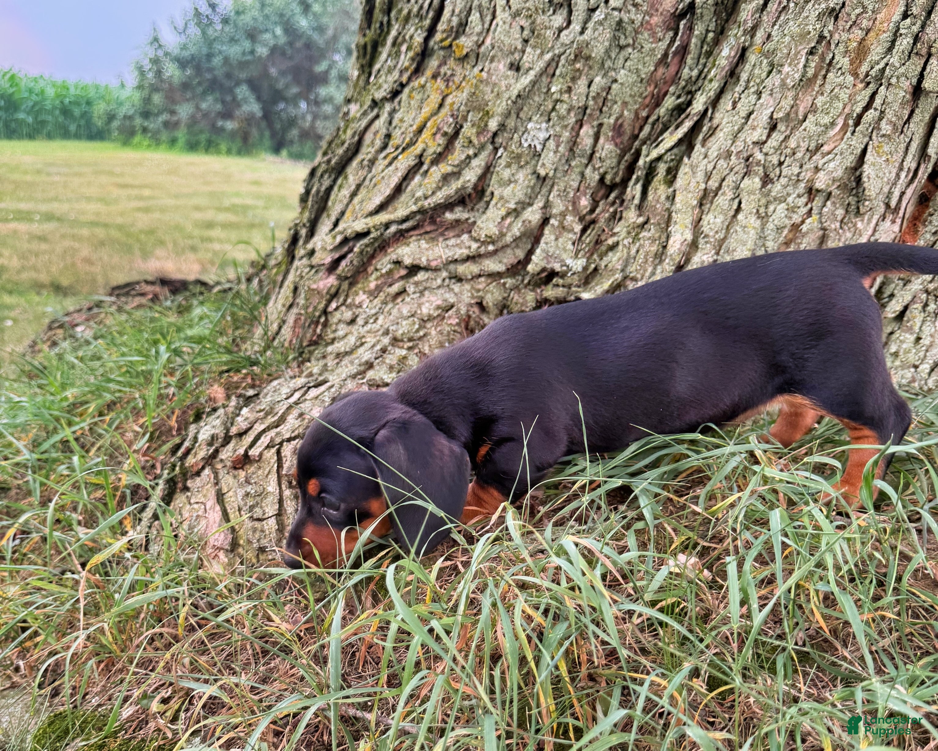 Miniature Dachshund dogs Maranda - Ad 2
