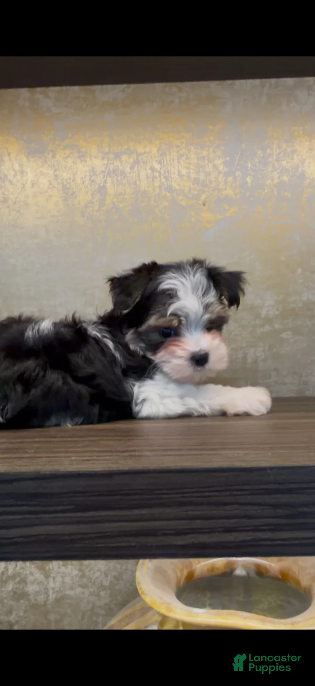 Yorkiepoo dogs for sale: Prince - Ad 2
