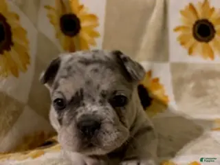 Mixed Breed dogs Tofu - Ad 33