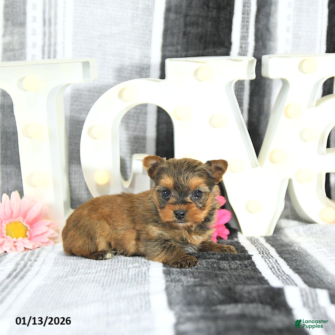 Yorkshire Terrier dogs for sale: Jessa - Ad 1