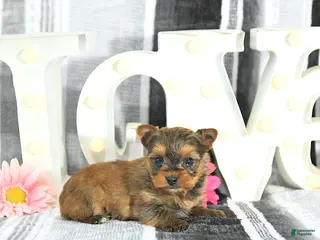 Yorkshire Terrier dogs Jessa - Ad 29