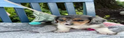 Miniature Dachshund dogs for sale: Theo - Ad 13
