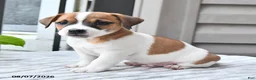 Jack Russell Terrier dogs for sale: Winston - Ad 4