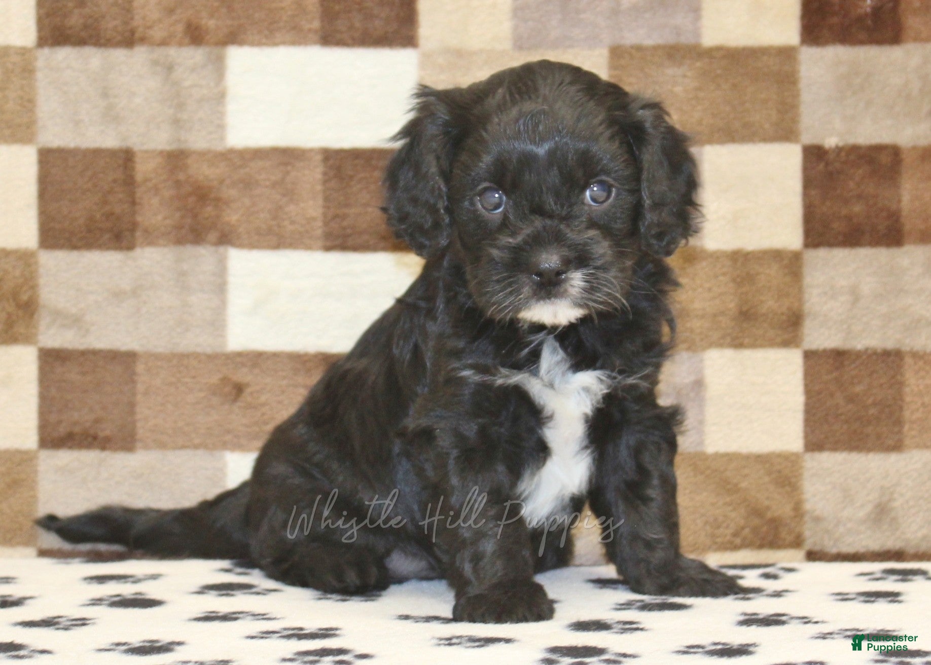 Cavapoo dogs Violet - Ad 1