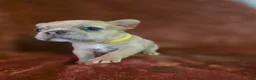 French Bulldog dogs for sale: Scrappie - Ad 3