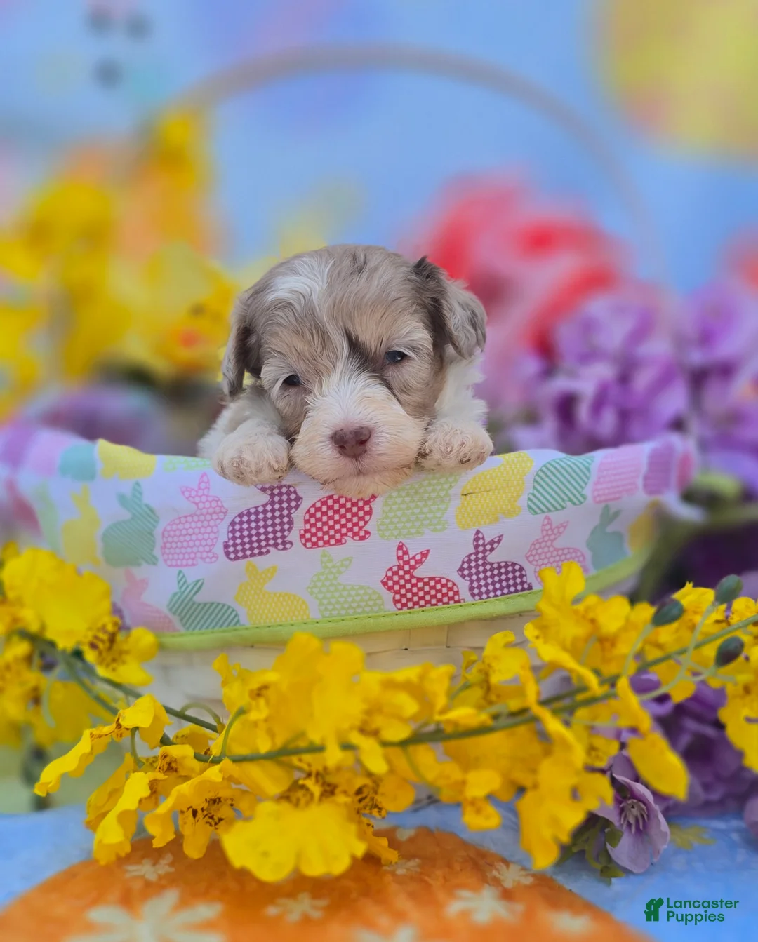 Maltipoo dogs for sale: Kaleo - Ad 2