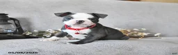 Boston Terrier dogs for sale: Kendrick - Ad 3