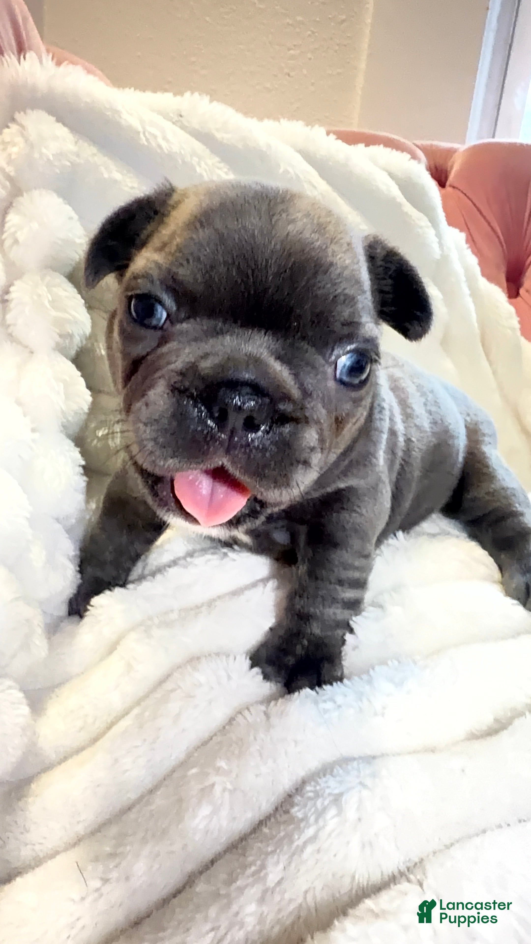 French Bulldog dogs French Bulldog Puppy 1 - Ad 1