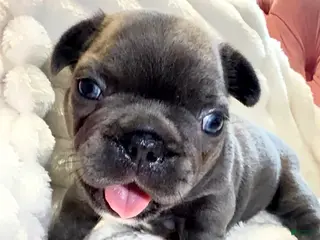 French Bulldog dogs for sale: French Bulldog Puppy 1 - Ad 2
