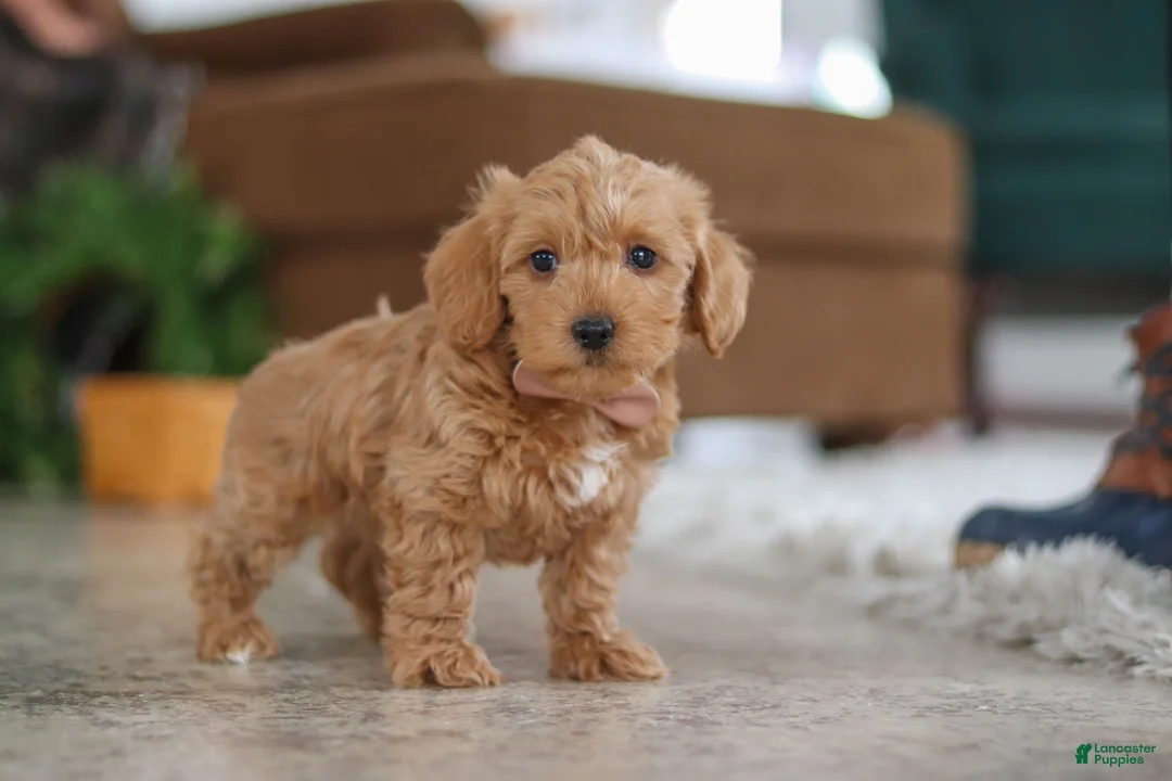 Schnoodle dogs for sale: Harper - Ad 4