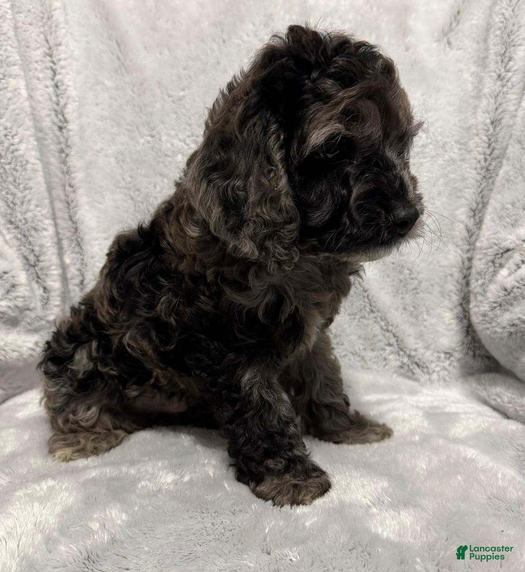 Cavapoo dogs for sale: Alex - Ad 3