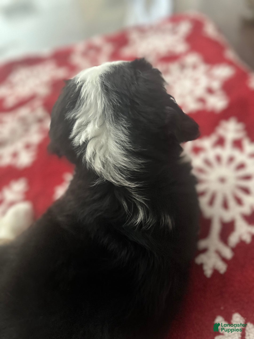 Bernese Mountain Dog dogs for sale: Chuck - Ad 2