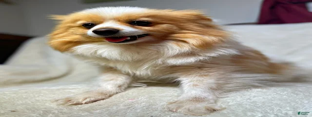 Taffy 