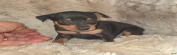 Miniature Pinscher dogs for sale:  Matt black and rust  - Ad 5