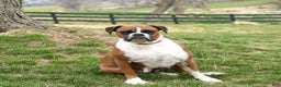 Boxer dogs for sale: Snowman - Ad 6