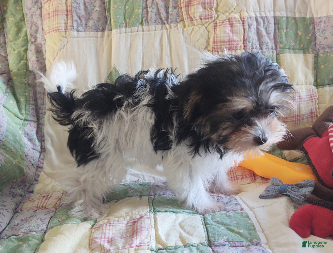 Yorkiepoo dogs for sale: Little Lugnut  - Ad 2