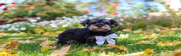 Miniature Schnauzer dogs for sale: Leon - Ad 2