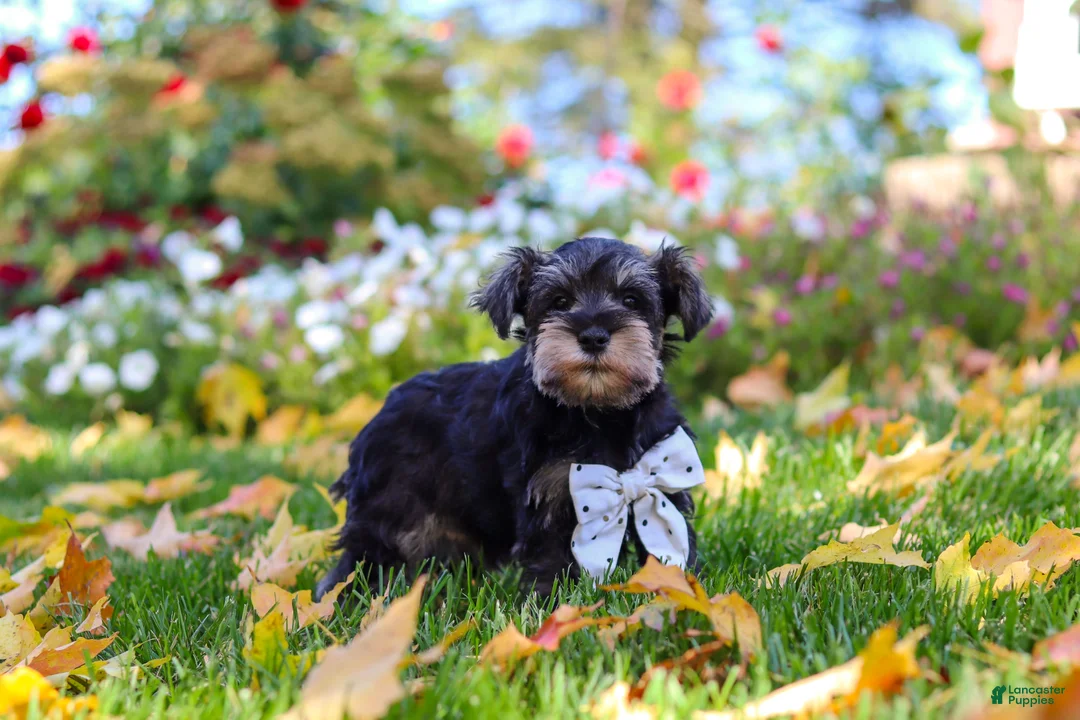 Miniature Schnauzer dogs for sale: Leon - Ad 2