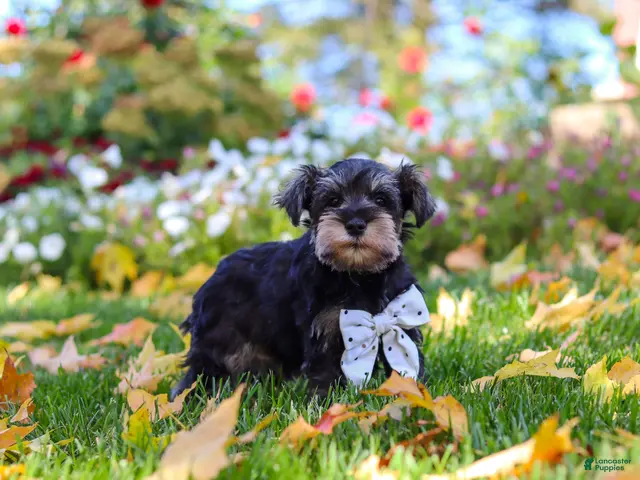 Miniature Schnauzer dogs for sale: Leon - Ad 2